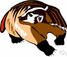 Conepatus leuconotus - large naked-muzzled skunk with white back and tail