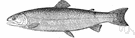 rainbow trout - found in Pacific coastal waters and streams from lower California to Alaska