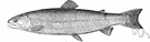 Salmo gairdneri - found in Pacific coastal waters and streams from lower California to Alaska