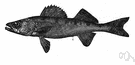 walleyed pike - pike-like freshwater perches