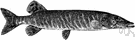 barracuda - any voracious marine fish of the genus Sphyraena having an elongated cylindrical body and large mouth with projecting lower jaw and long strong teeth