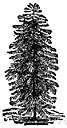 Araucaria columnaris
