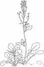 Barbarea verna - of southwestern Europe