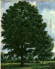 pecan tree - tree of southern United States and Mexico cultivated for its nuts