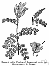 logwood tree - spiny shrub or small tree of Central America and West Indies having bipinnate leaves and racemes of small bright yellow flowers and yielding a hard brown or brownish-red heartwood used in preparing a black dye