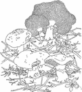 Fuscoboletinus - a genus of fungi belonging to the family Boletaceae