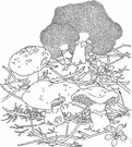 genus Fuscoboletinus - a genus of fungi belonging to the family Boletaceae