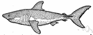 Lamna nasus - voracious pointed-nose shark of northern Atlantic and Pacific