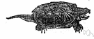 Chelydra - snapping turtles