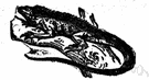 common iguana - large herbivorous tropical American arboreal lizards with a spiny crest along the back