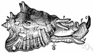 Strombus gigas - a large variety of conch