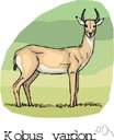 Adenota - African antelopes: puku