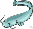 blue cat - a large catfish of the Mississippi valley