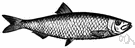 brisling - small herring processed like a sardine
