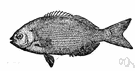 Kyphosus - type genus of the Kyphosidae