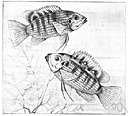 mojarra - small silvery schooling fishes with protrusible mouths found in warm coastal waters