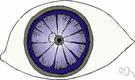conjunctival layer of bulb - the part of the conjunctiva covering the anterior face of the sclera and the surface epithelium of the cornea