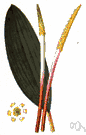 Orontium aquaticum - aquatic plant of the southeastern United States having blue-green leaves and a spadix resembling a club covered with tiny yellow flowers