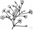 baby's breath - tall plant with small lance-shaped leaves and numerous tiny white or pink flowers