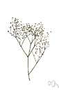 Gypsophila paniculata - tall plant with small lance-shaped leaves and numerous tiny white or pink flowers