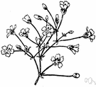 Gypsophila paniculata - tall plant with small lance-shaped leaves and numerous tiny white or pink flowers