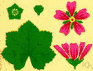 order Malvales - Malvaceae