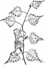 genus Betula - a genus of trees of the family Betulaceae (such as birches)