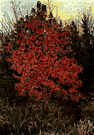 sweet gum - reddish-brown wood and lumber from heartwood of the sweet gum tree used to make furniture