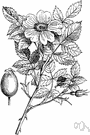 dog rose - prickly wild rose with delicate pink or white scentless flowers