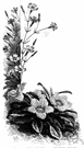 whitecup - prostrate woody South American herb with white tubular flowers often tinged with blue or rose