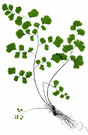 common maidenhair - delicate maidenhair fern with slender shining black leaf stalks