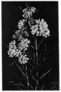 Asclepias verticillata - milkweed of the eastern United States with narrow leaves in whorls and greenish-white flowers