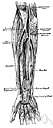 Ulnar
