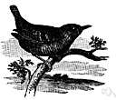 Troglodytes troglodytes - small wren of coniferous forests of northern hemisphere