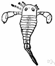 class Merostomata - used in some classifications