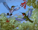 genus Archilochus - a genus of Trochilidae