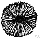 Fungia - a genus comprising the usual mushroom corals