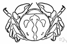 Pinnotheres - type genus of the family Pinnotheridae: pea crabs