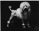 poodle dog - an intelligent dog with a heavy curly solid-colored coat that is usually clipped