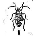 Miridae - leaf bugs