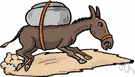 domestic ass - domestic beast of burden descended from the African wild ass