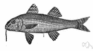 red goatfish - body bright scarlet with 2 yellow to reddish strips on side