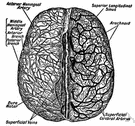 venae meningeae - veins at accompany the meningeal arteries