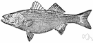 striped bass - caught along the Atlantic coast of the United States