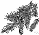 western hemlock - tall evergreen of western North America