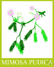 sensitive plant - prostrate or semi-erect subshrub of tropical America, and Australia