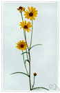 Helianthus angustifolius - sunflower of eastern North America having narrow leaves and found in bogs