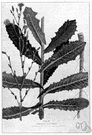 horse thistle - European annual wild lettuce having prickly stems