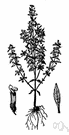 pennyroyal - erect hairy branching American herb having purple-blue flowers