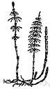 variegated horsetail - northern North America